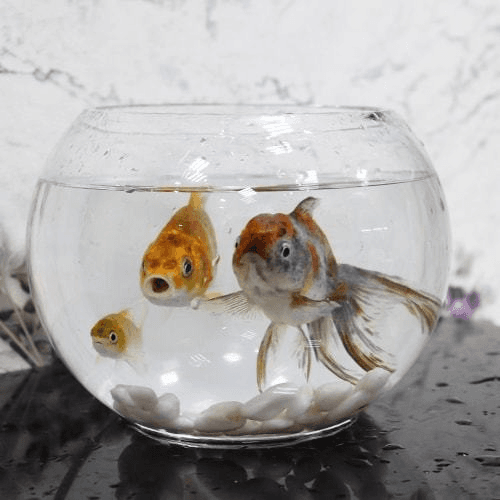Zina Aquarium with Golden Fish and Sortdale 02