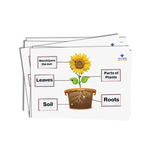 Sunflower parts English